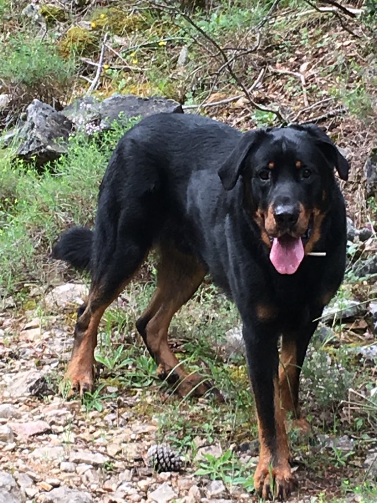  domainedelalicorne.fr photo chien beauceron photo chiot beauceron Elevage de beauceron chiot beauceron pure race élevage du clos de la licorne elevage des gardiens de la licorne elevage beauceron noir et feu authentique gros gabarits élevage de Beauceron familial sérieux et qualité domainedelalicorne.fr suivi des chiots conseil d’éducation chiot propre bas rouge santé caractère spécialiste du beauceron noir et feu ou arlequin chien rustique berger de France  nos chiots sont élevés avec amour et attention notre passion au service de la qualité Beauceron de qualité et sportif domaine de la licorne 04380 BARRAS élevage en liberté éleveur berger de beauce élevage de beauceron de travail 06 11 20 51 93 site domainedelalicorne.fr mail domainedelalicorne@gmail.com